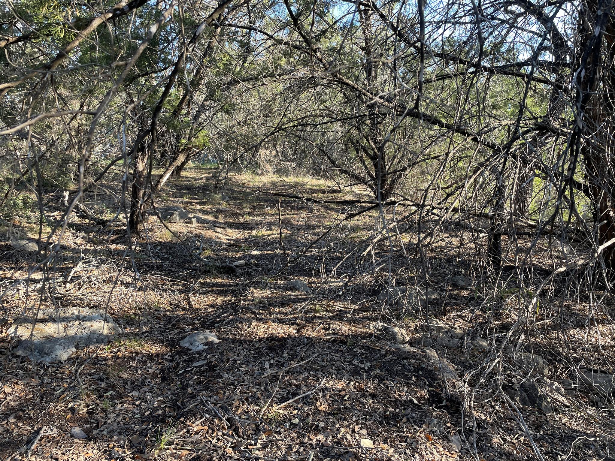 View of local wilderness