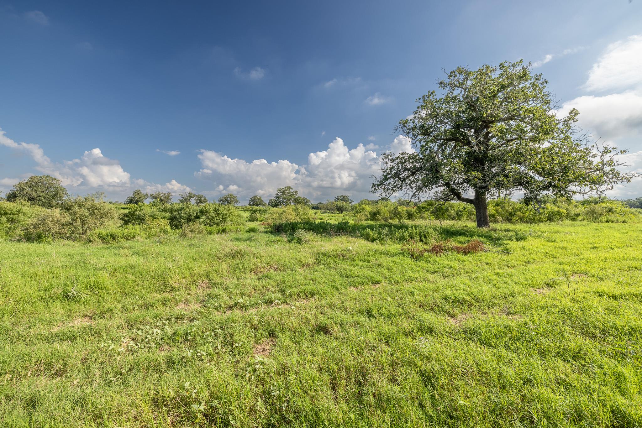 View of nature