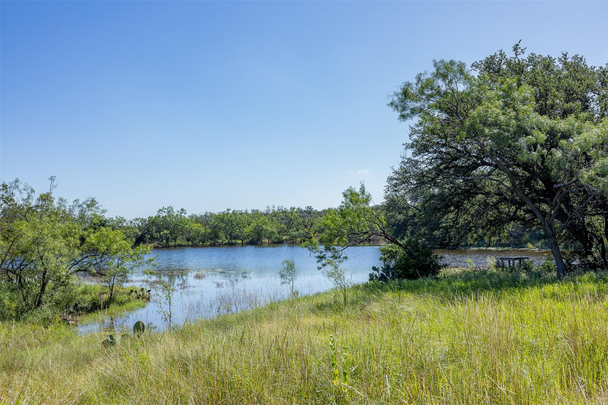Water view with a forest