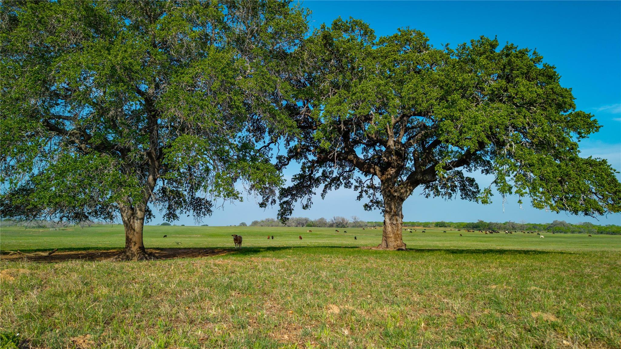 View of yard with a rural view