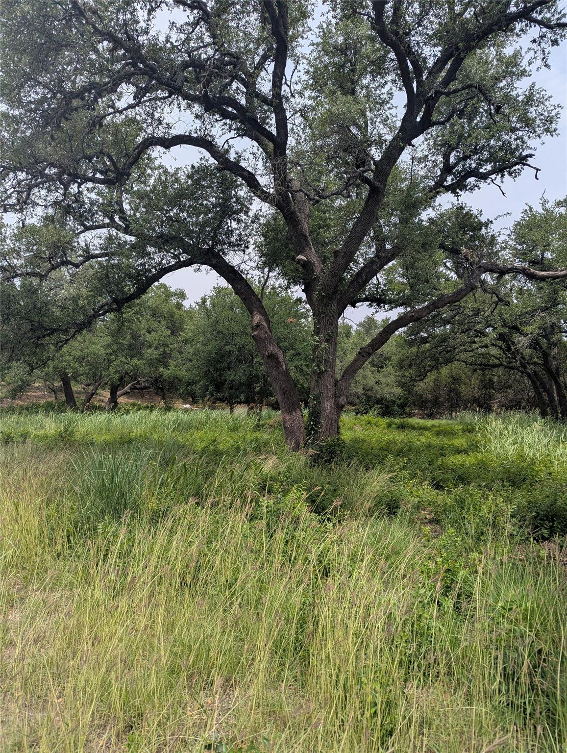 View of local wilderness