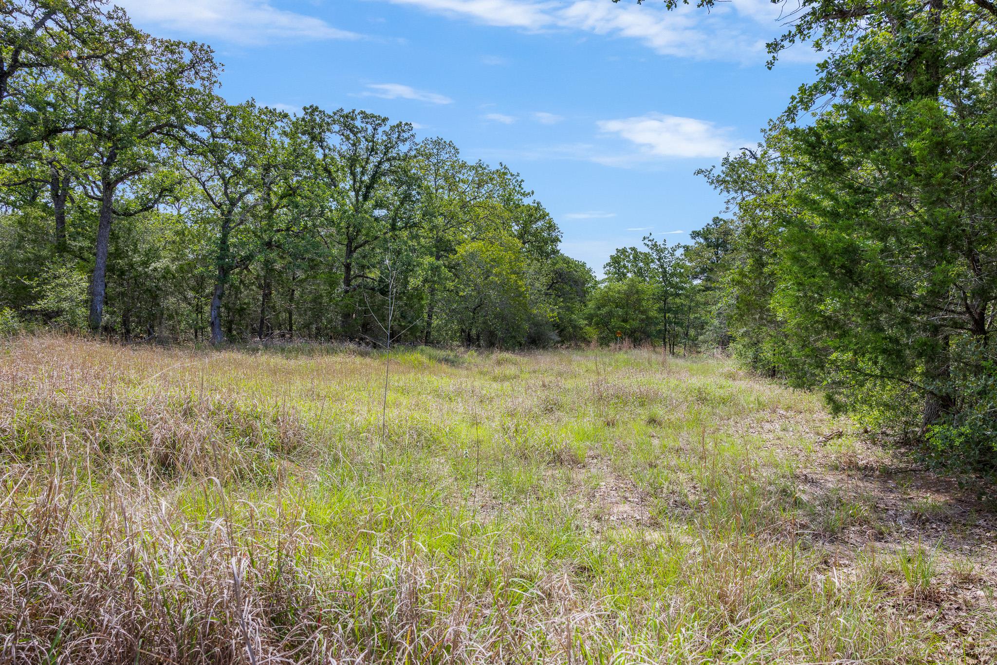 View of woods