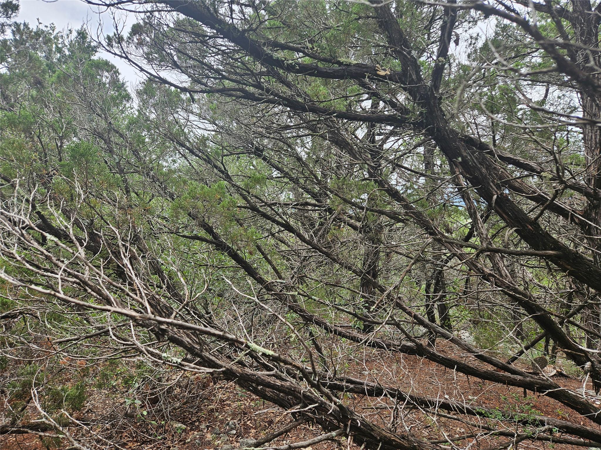 View of nature