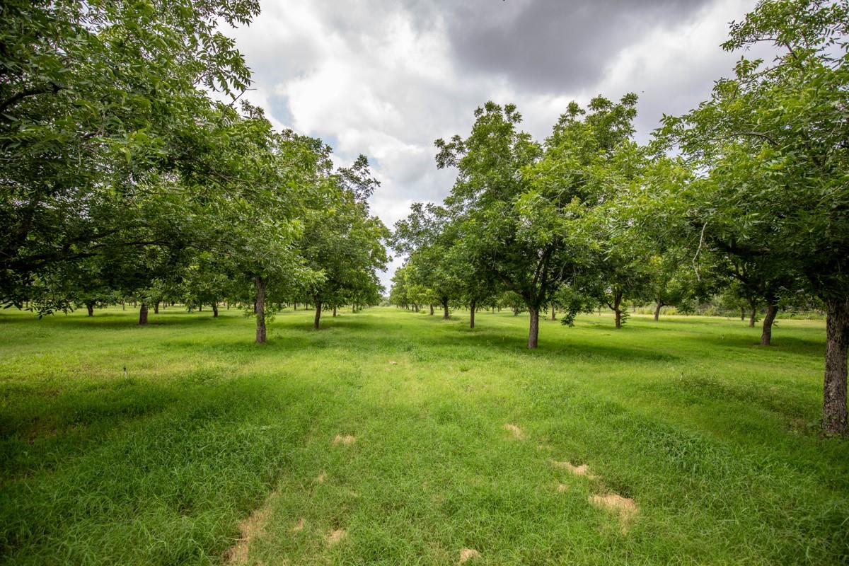 View of grassy yard