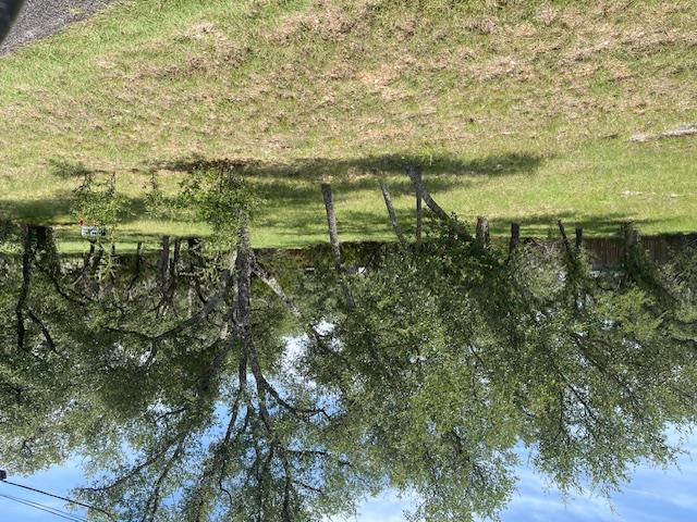 View of grassy yard