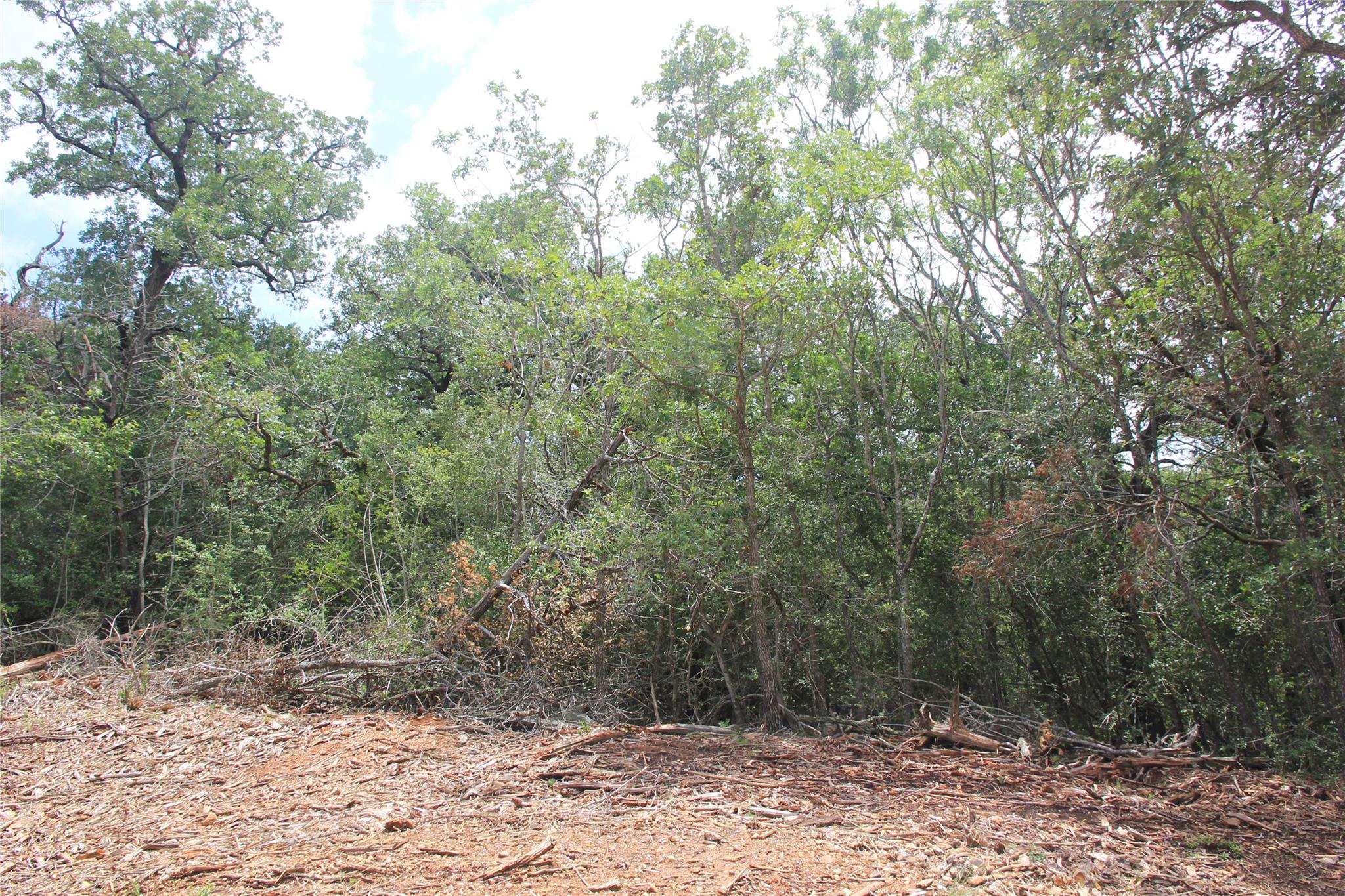 View of wooded area
