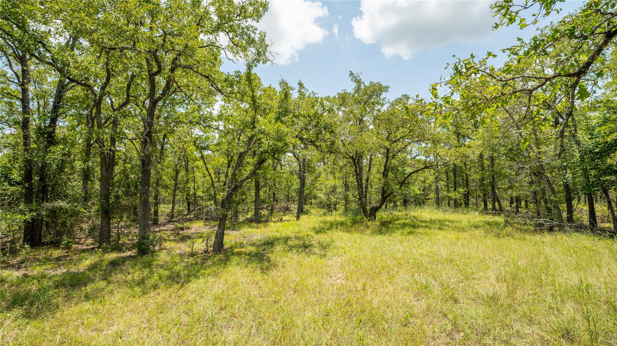 View of wooded area
