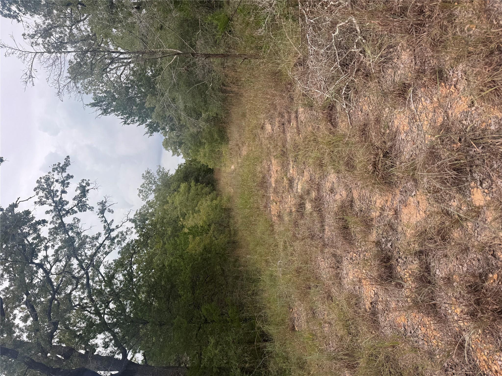 View of wooded area