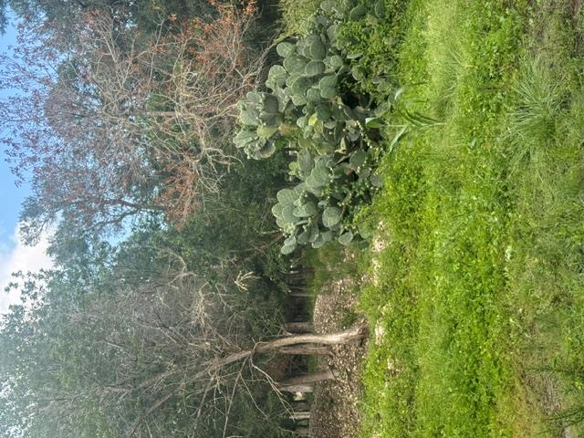 Green landscaping and mature trees create a seren