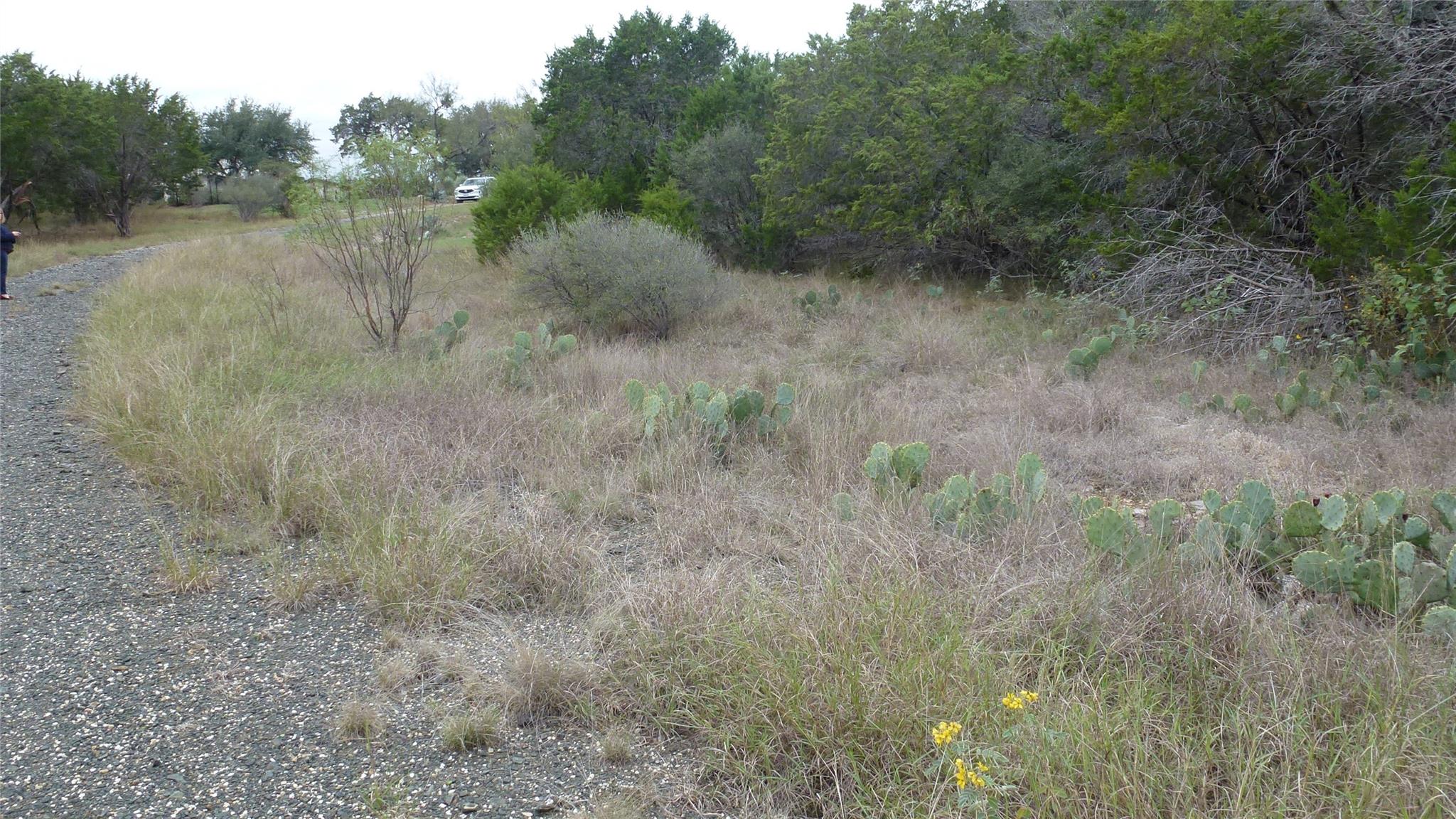 View of local wilderness