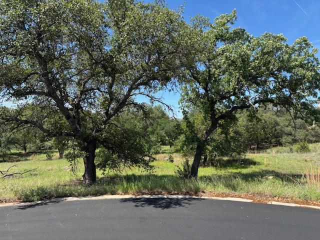 Mature trees with verdant foliage frame a natural