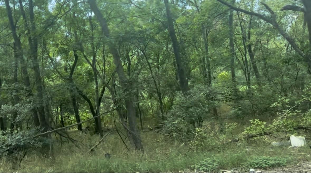 View of wooded area