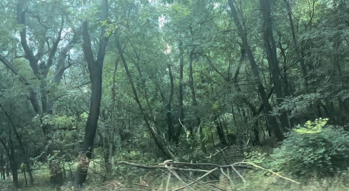 View of woods