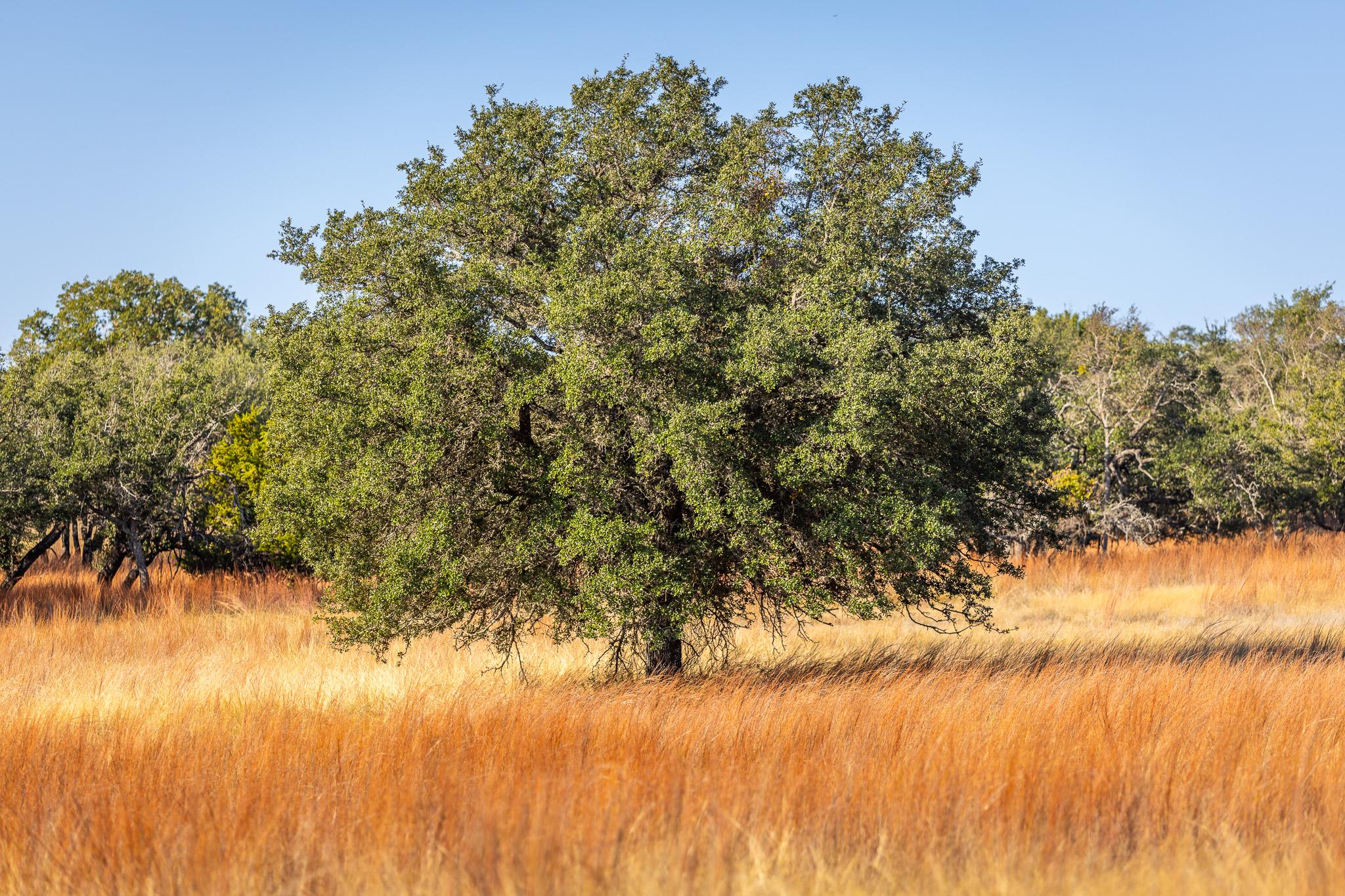 View of local wilderness