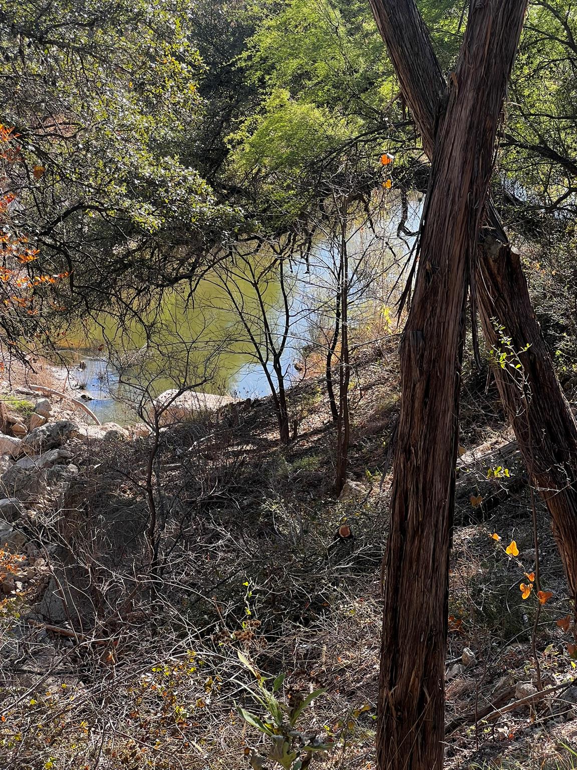 Water view with a forest