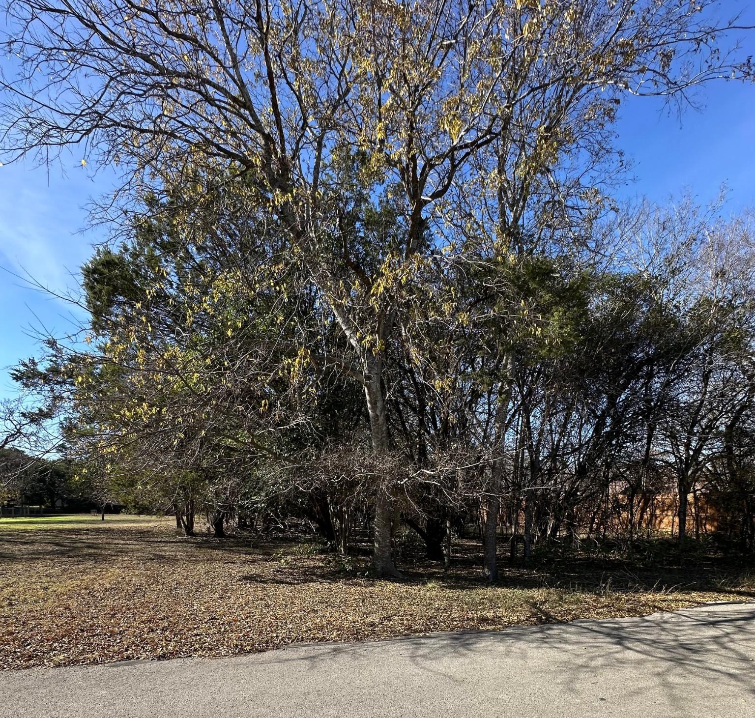 View of road with view of scattered trees