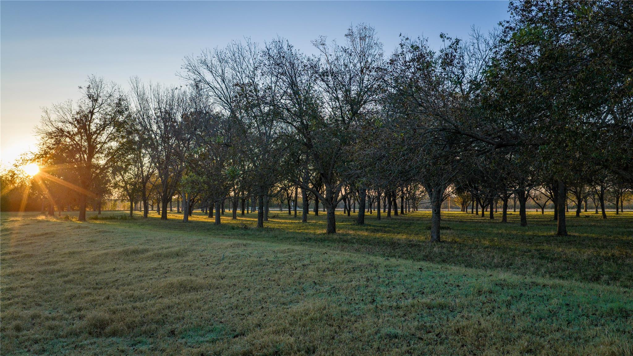 View of grassy yard