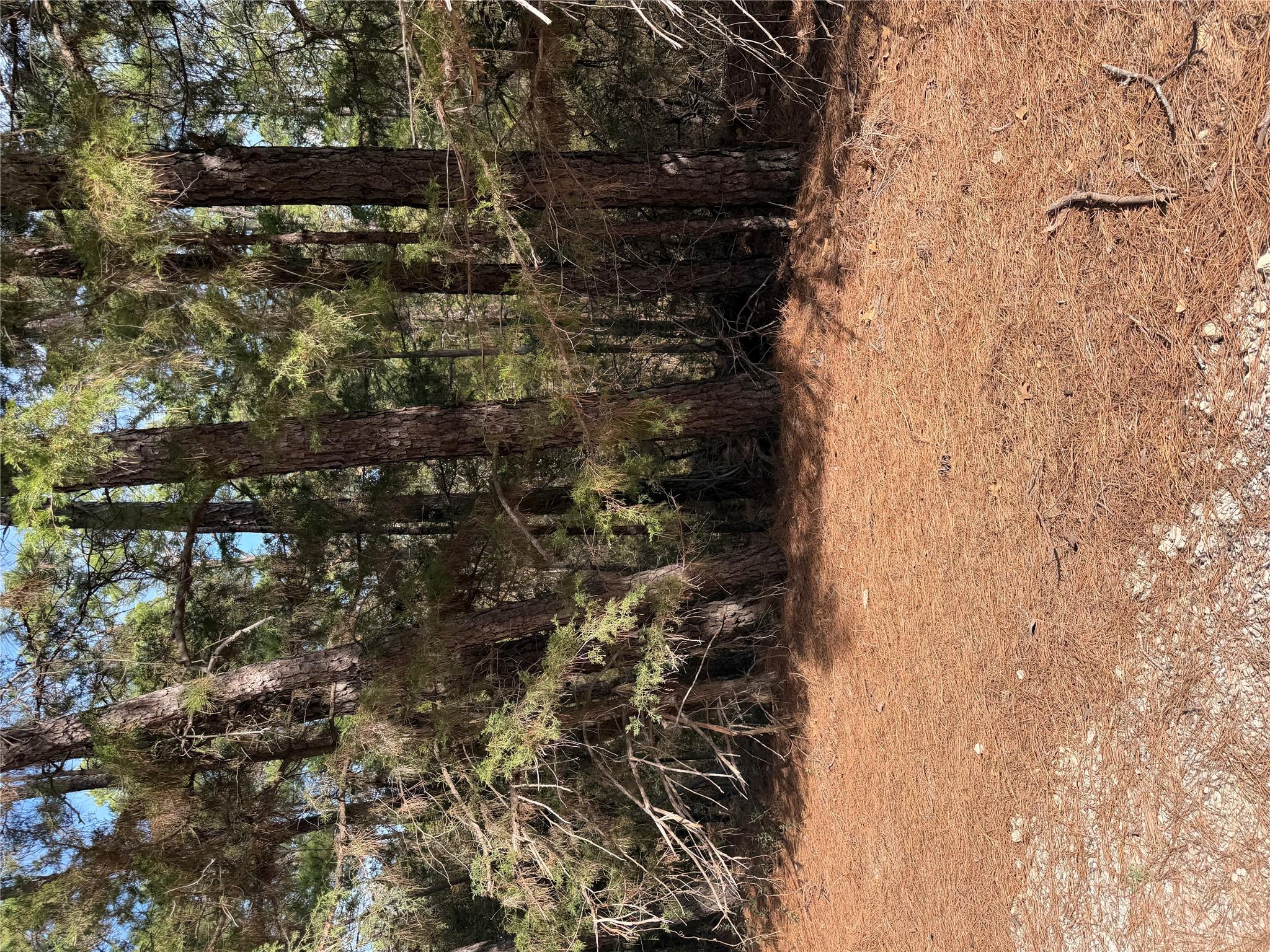 View of local wilderness