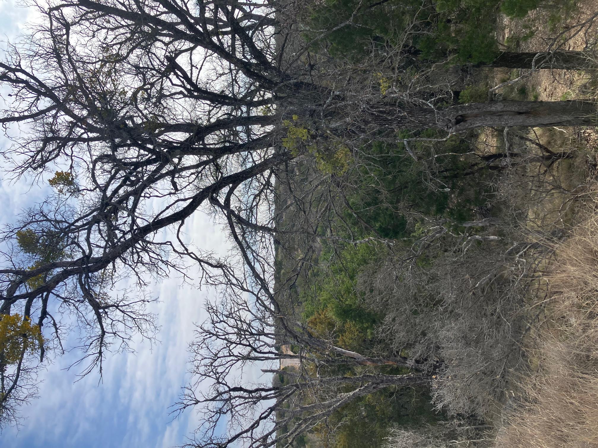 View of nature