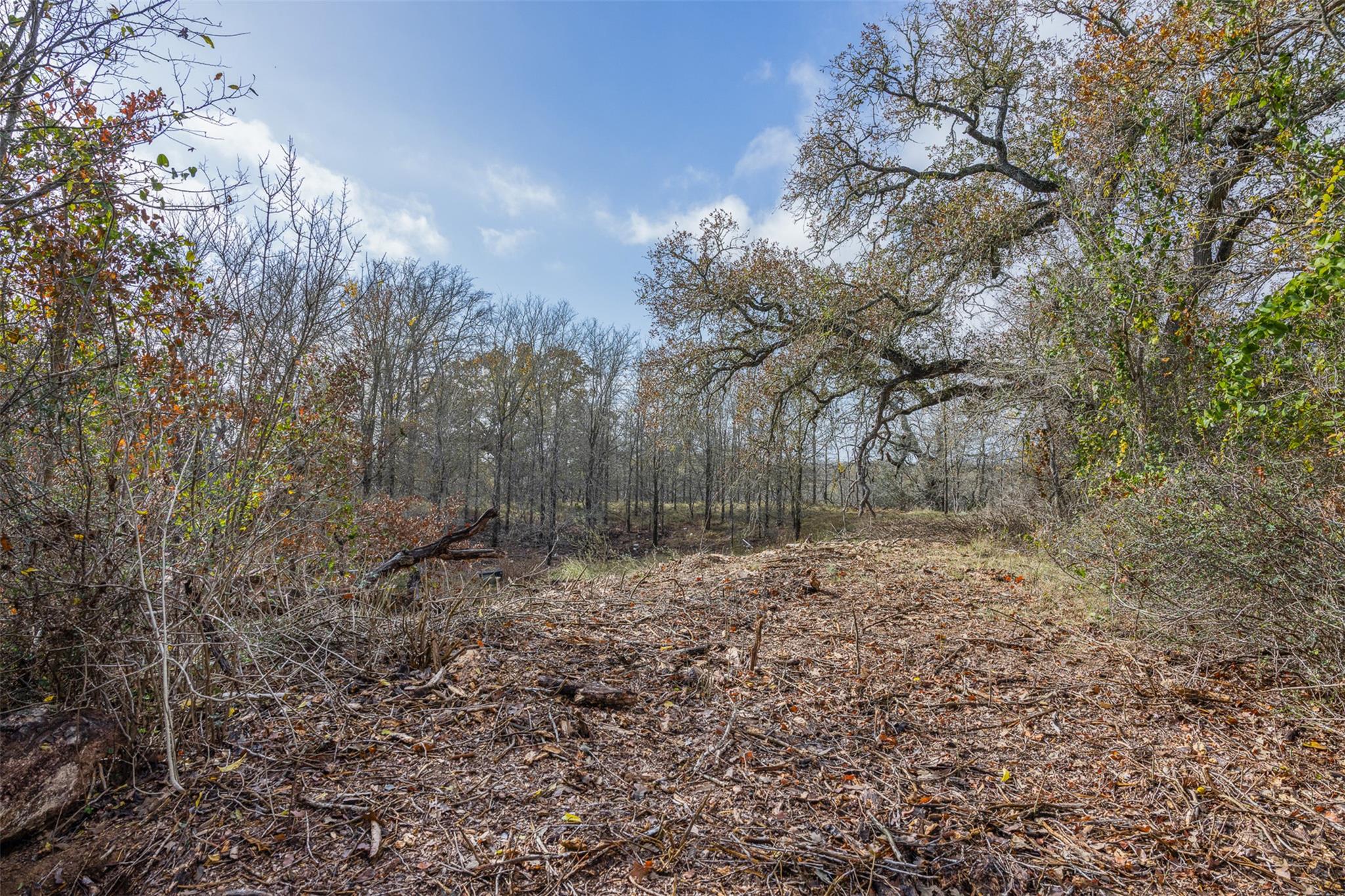 View of wooded area