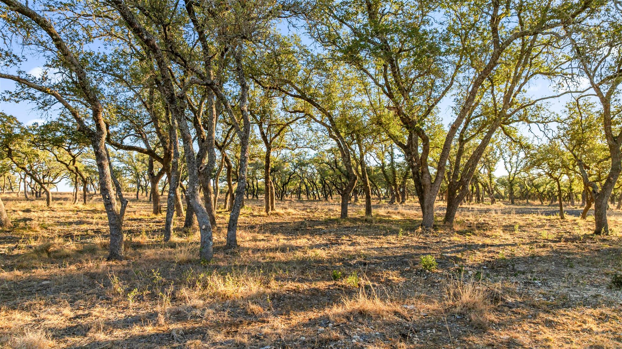 View of local wilderness