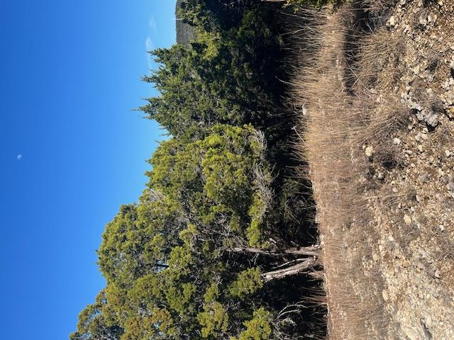 View of tree filled area