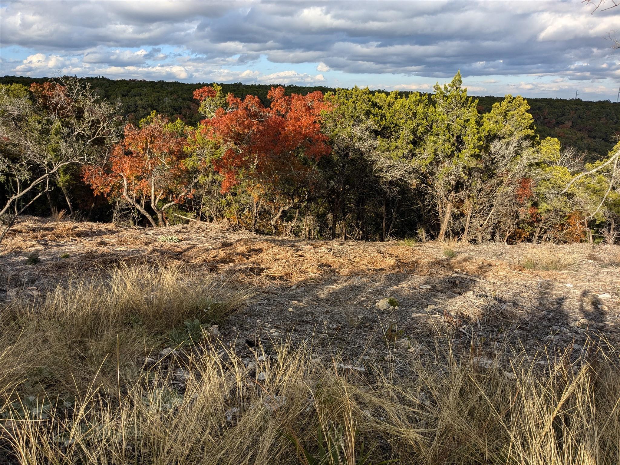 View of woods