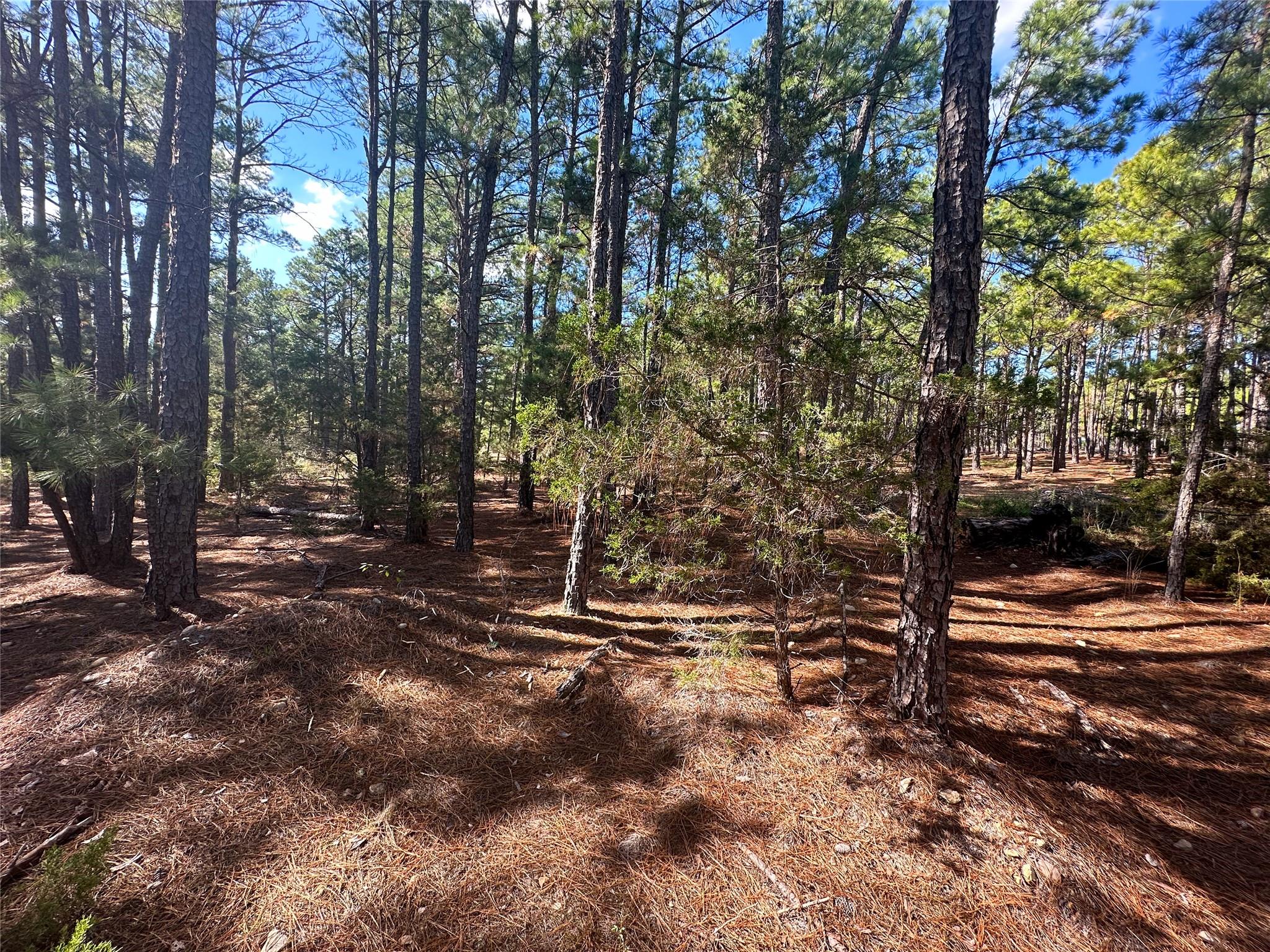 View of local wilderness
