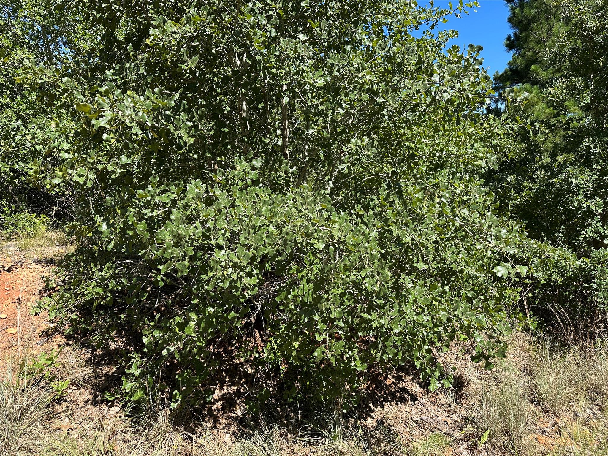 View of nature