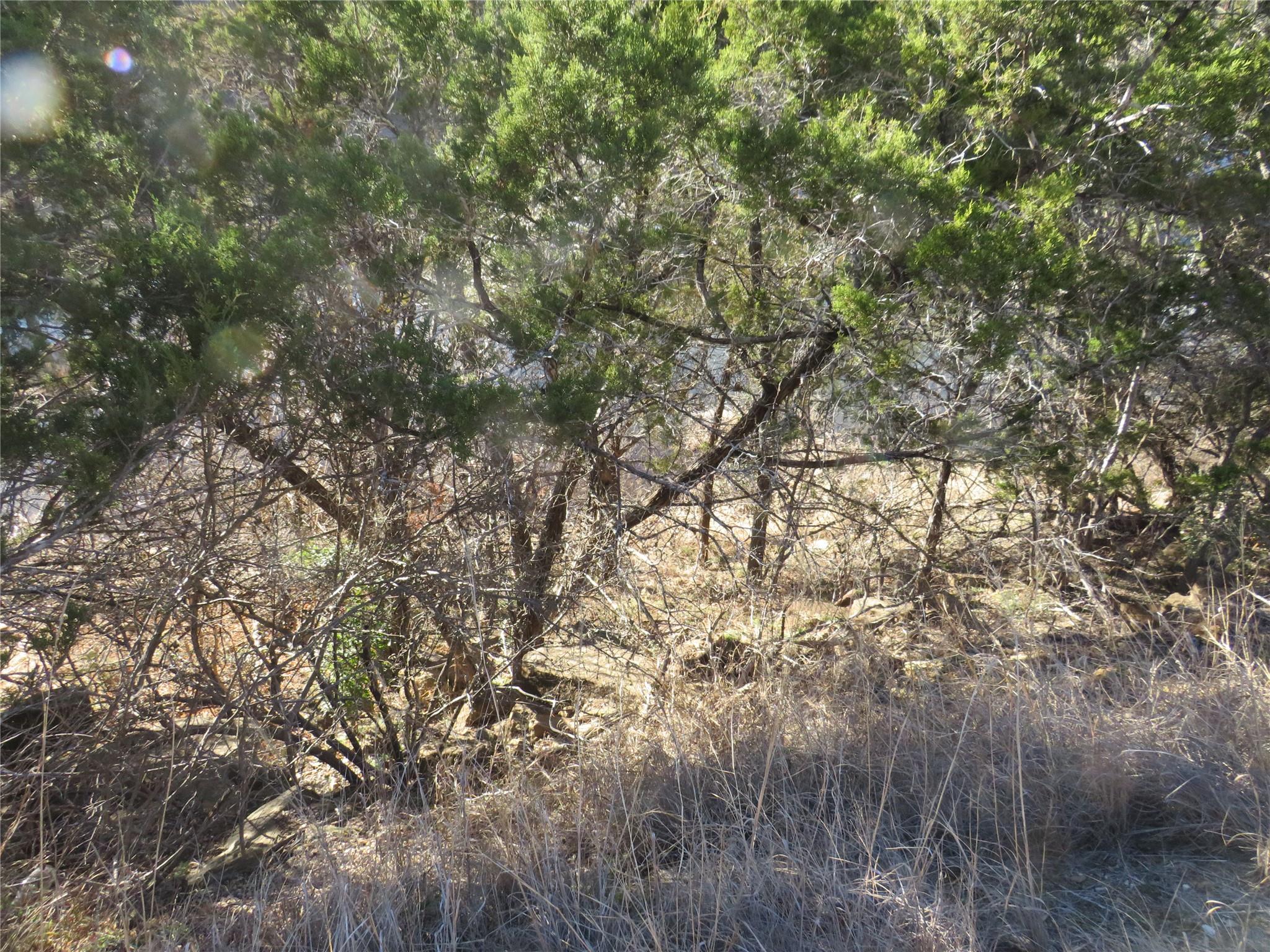 View of local wilderness