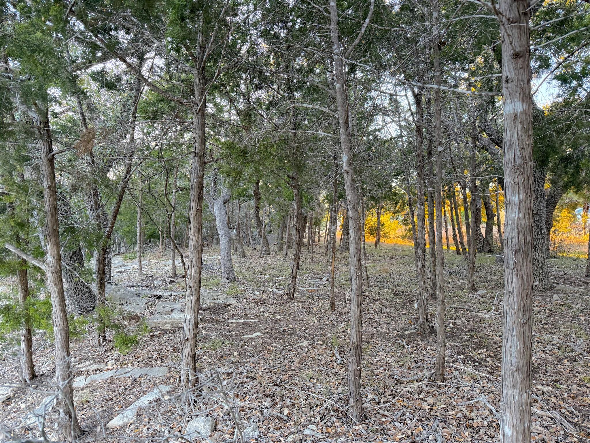 View of local wilderness