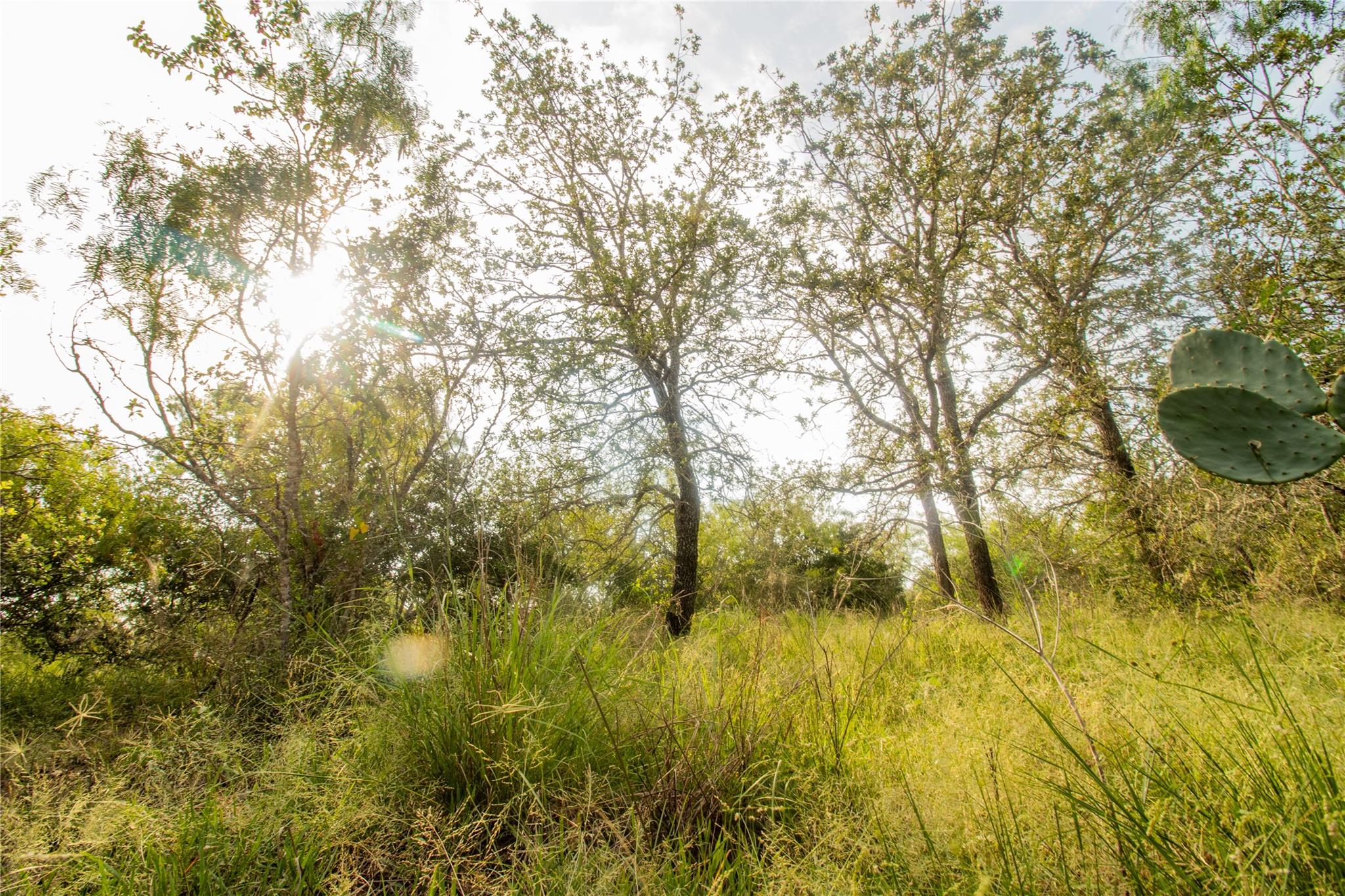 View of local wilderness