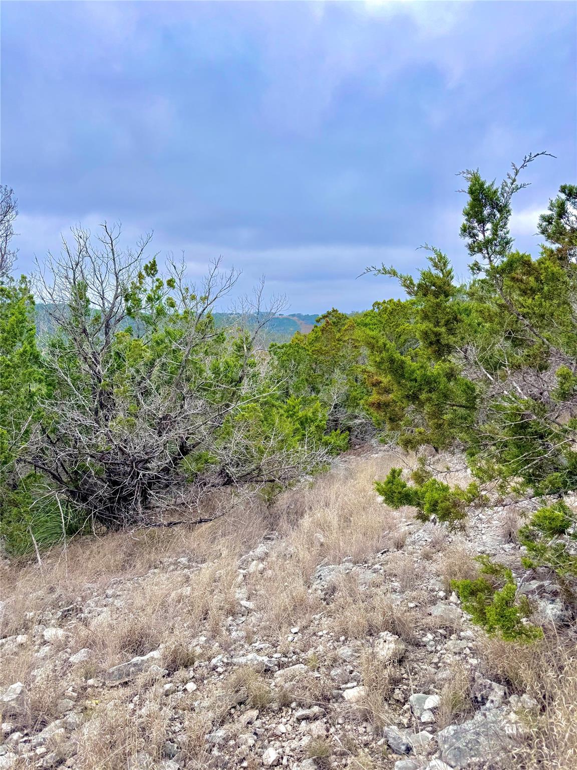 View of tree filled area