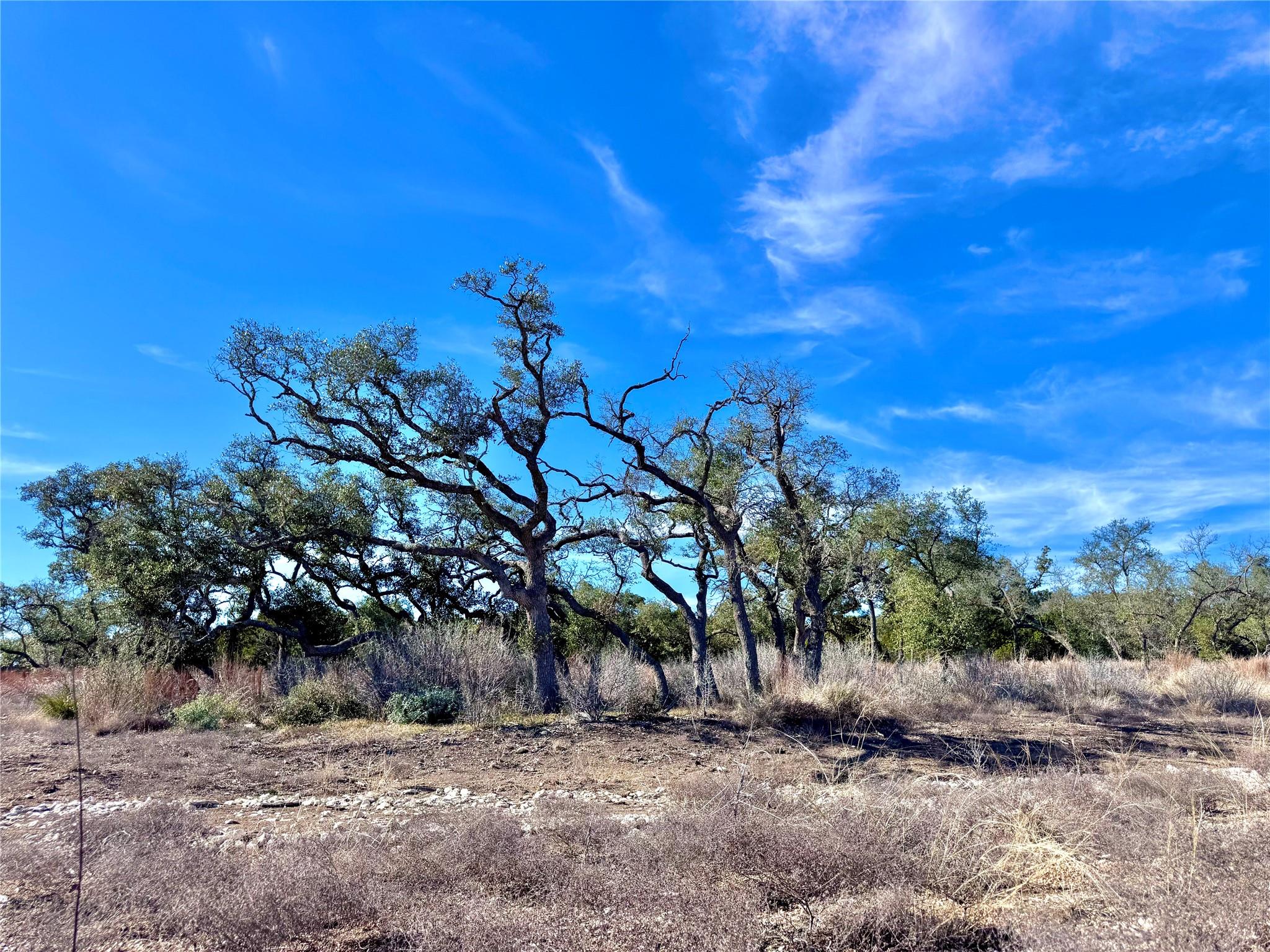 View of local wilderness