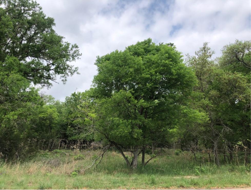 View of nature