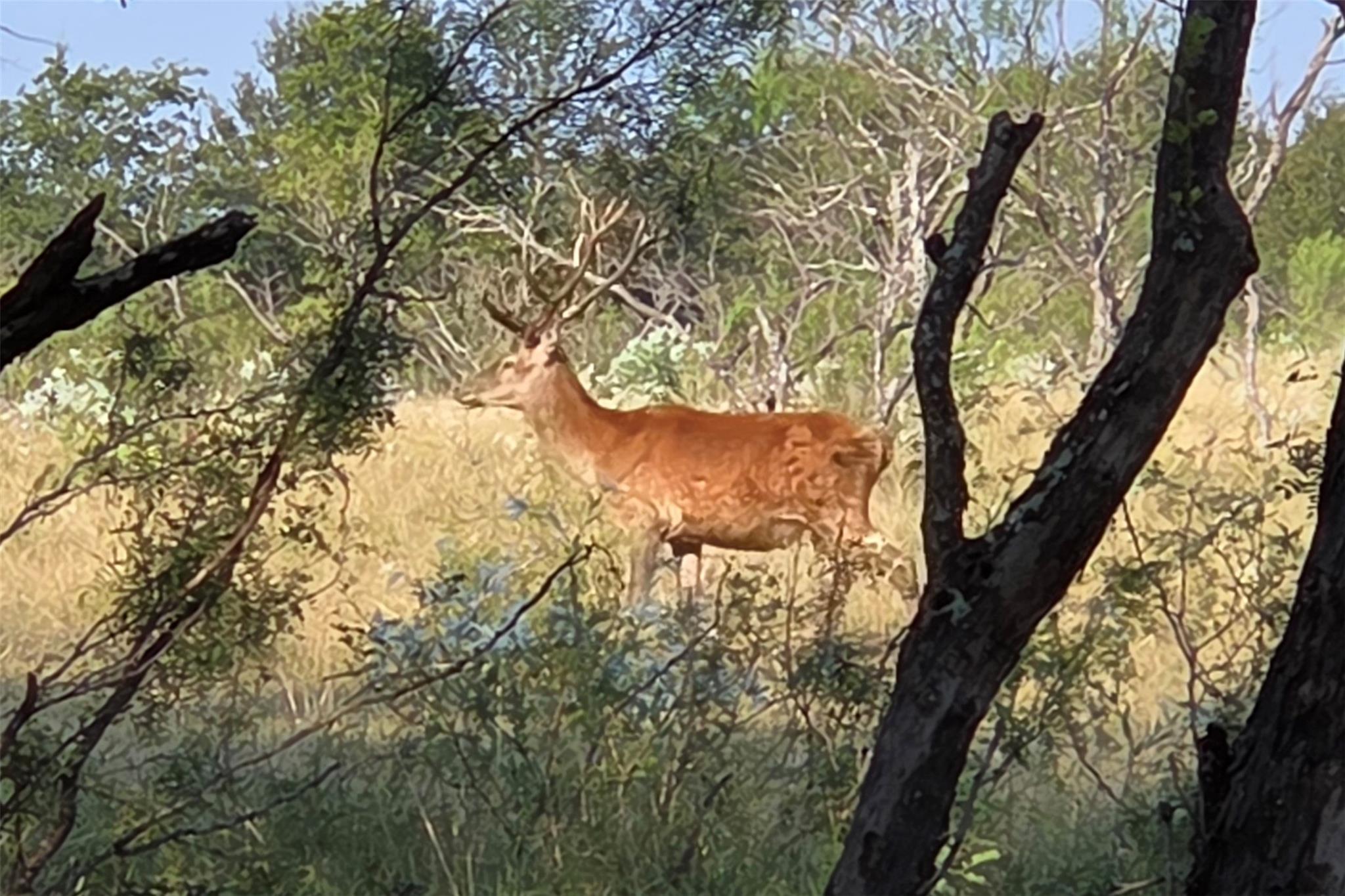 View of local wilderness