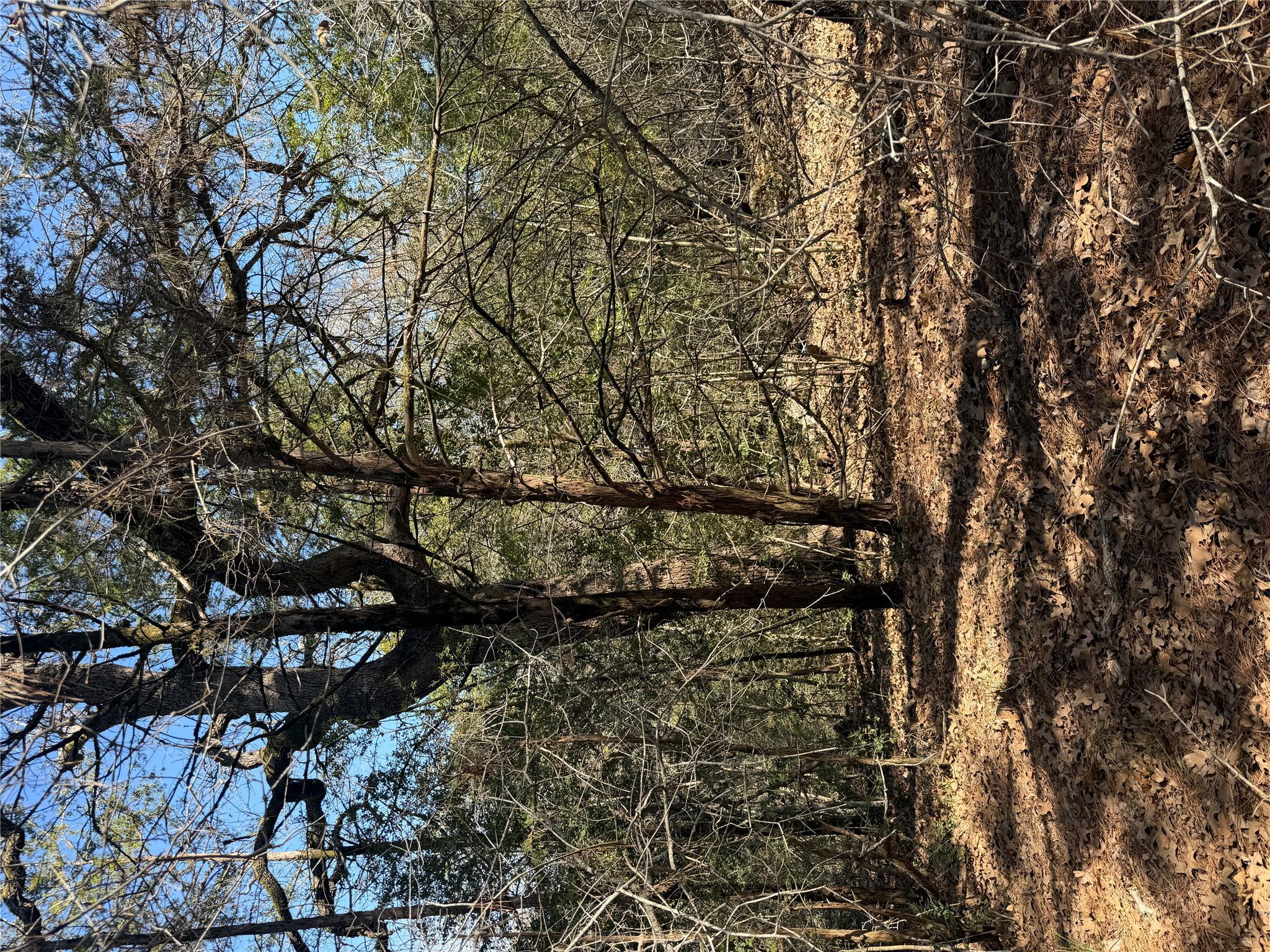 View of local wilderness