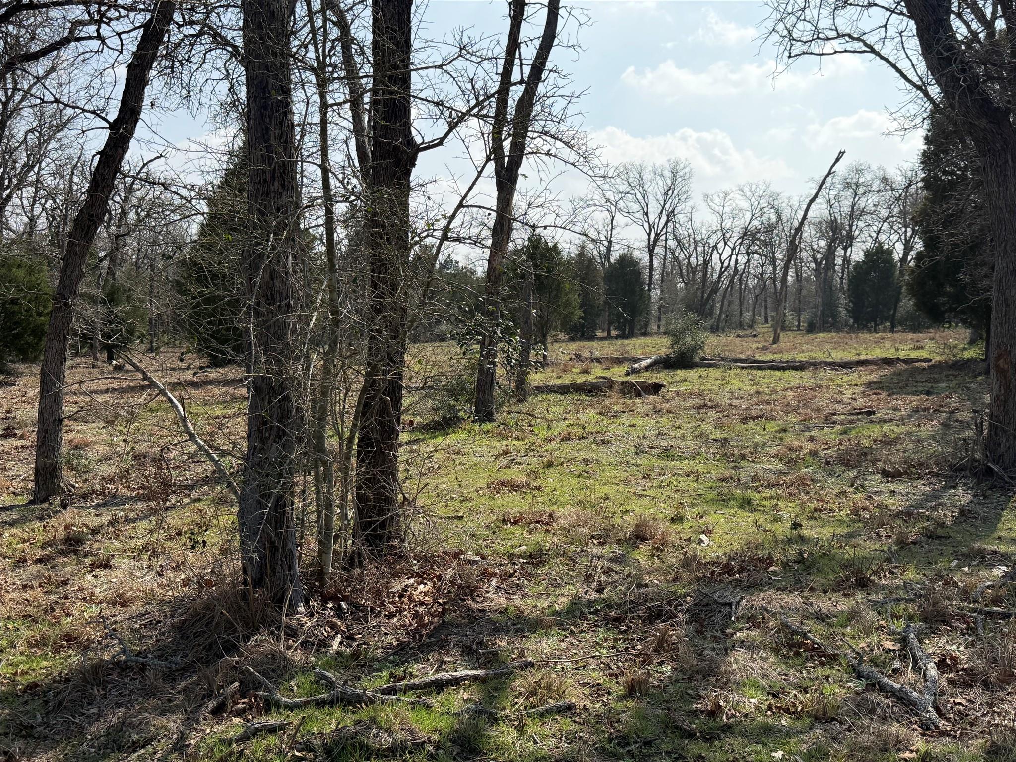 View of local wilderness
