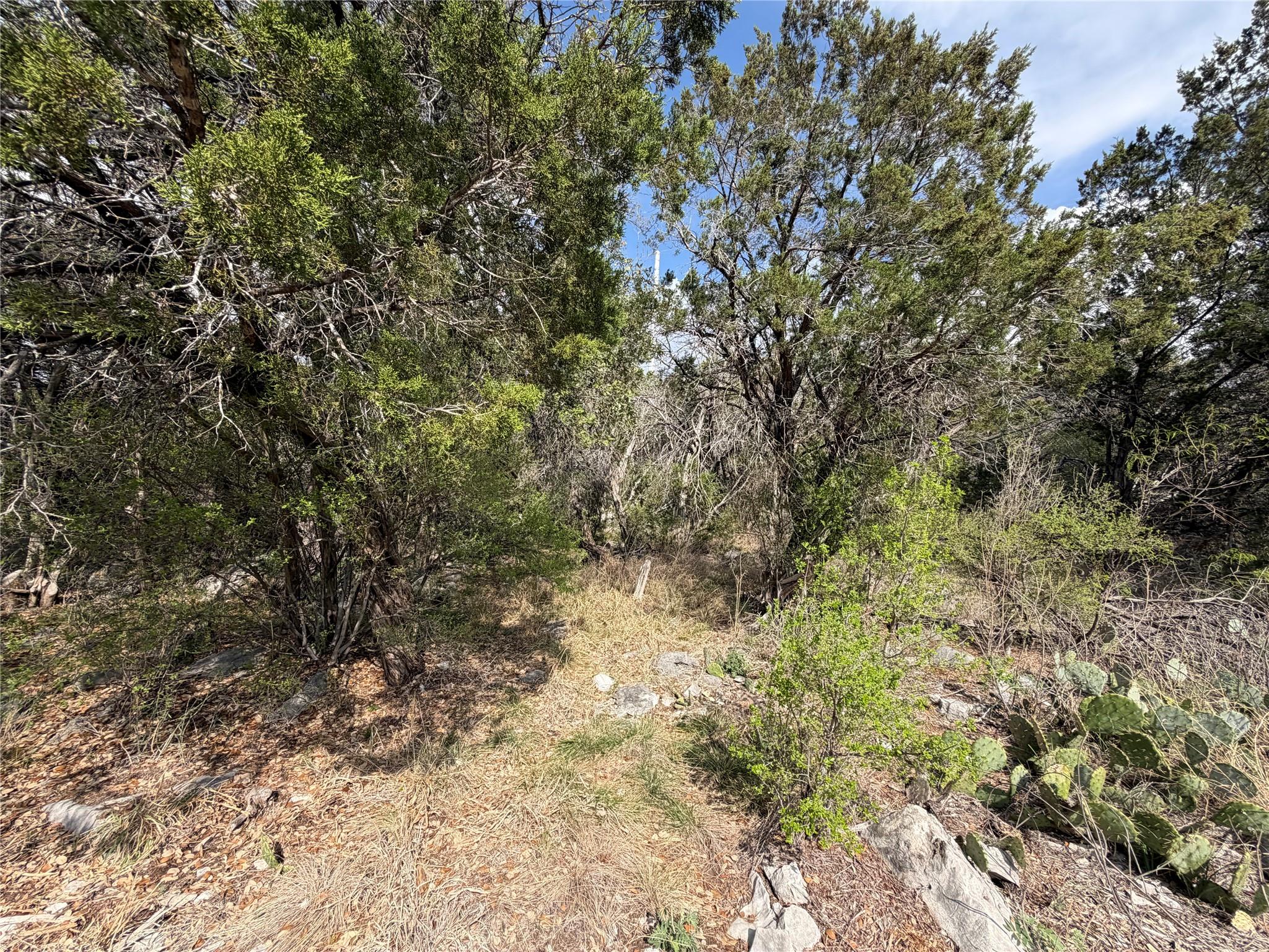 View of woods