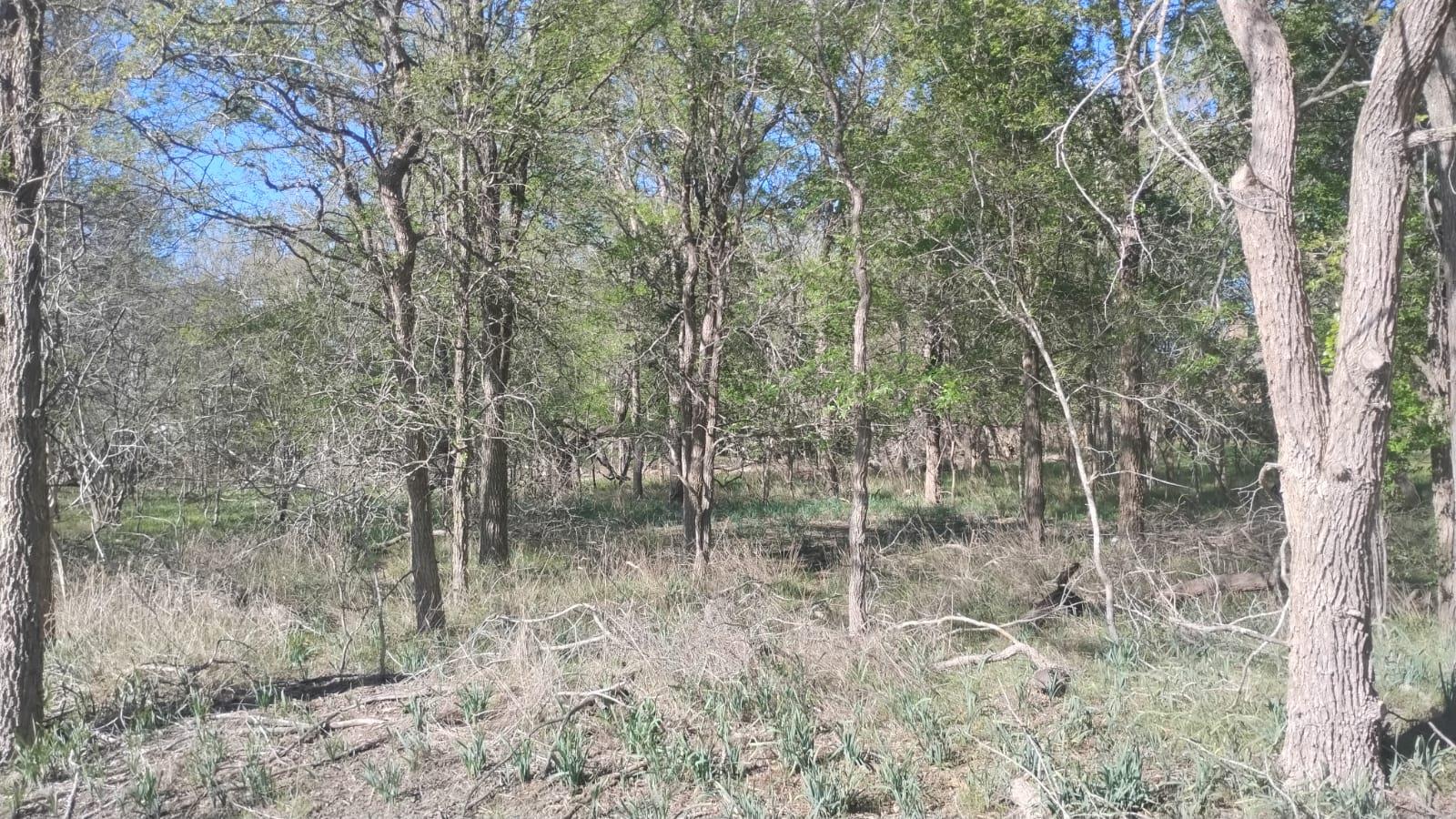 View of tree filled area