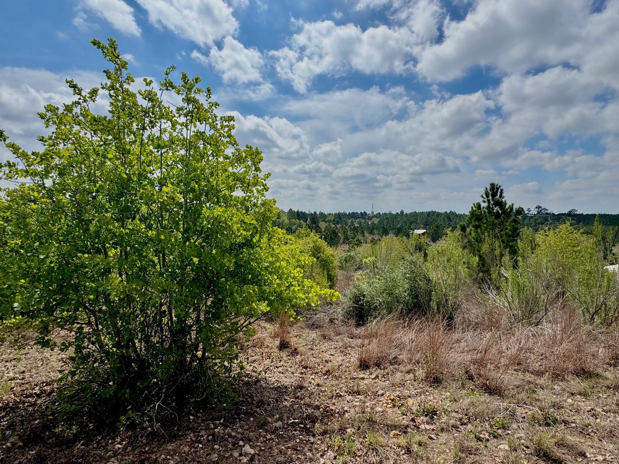 View of undeveloped land