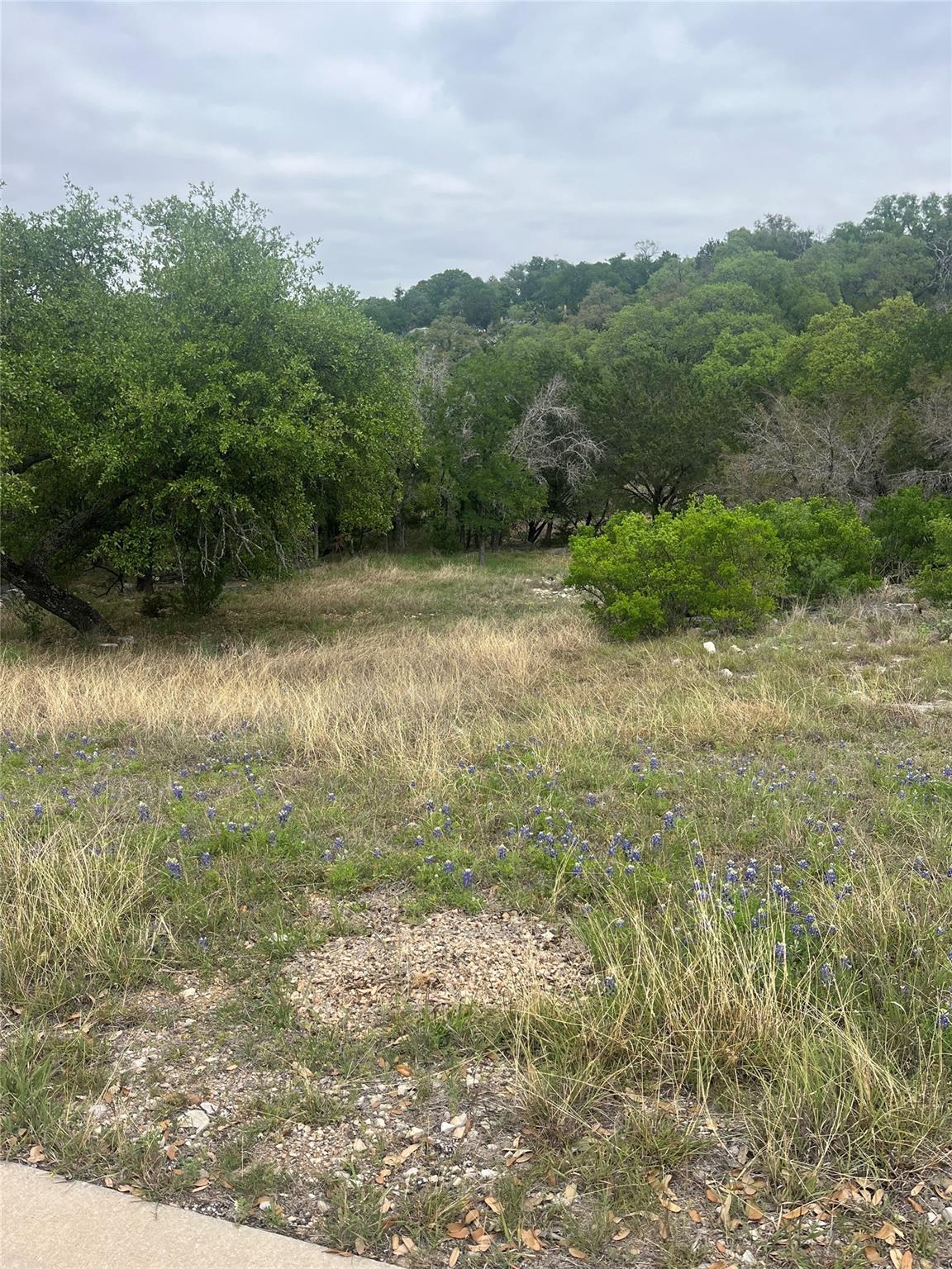 View of tree filled area