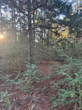 View of undeveloped land