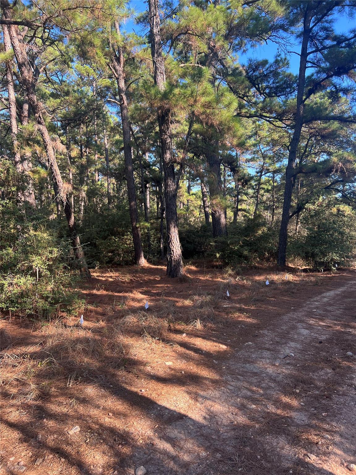 Listing photo 1 of TBD  Pine Lodge Dr
