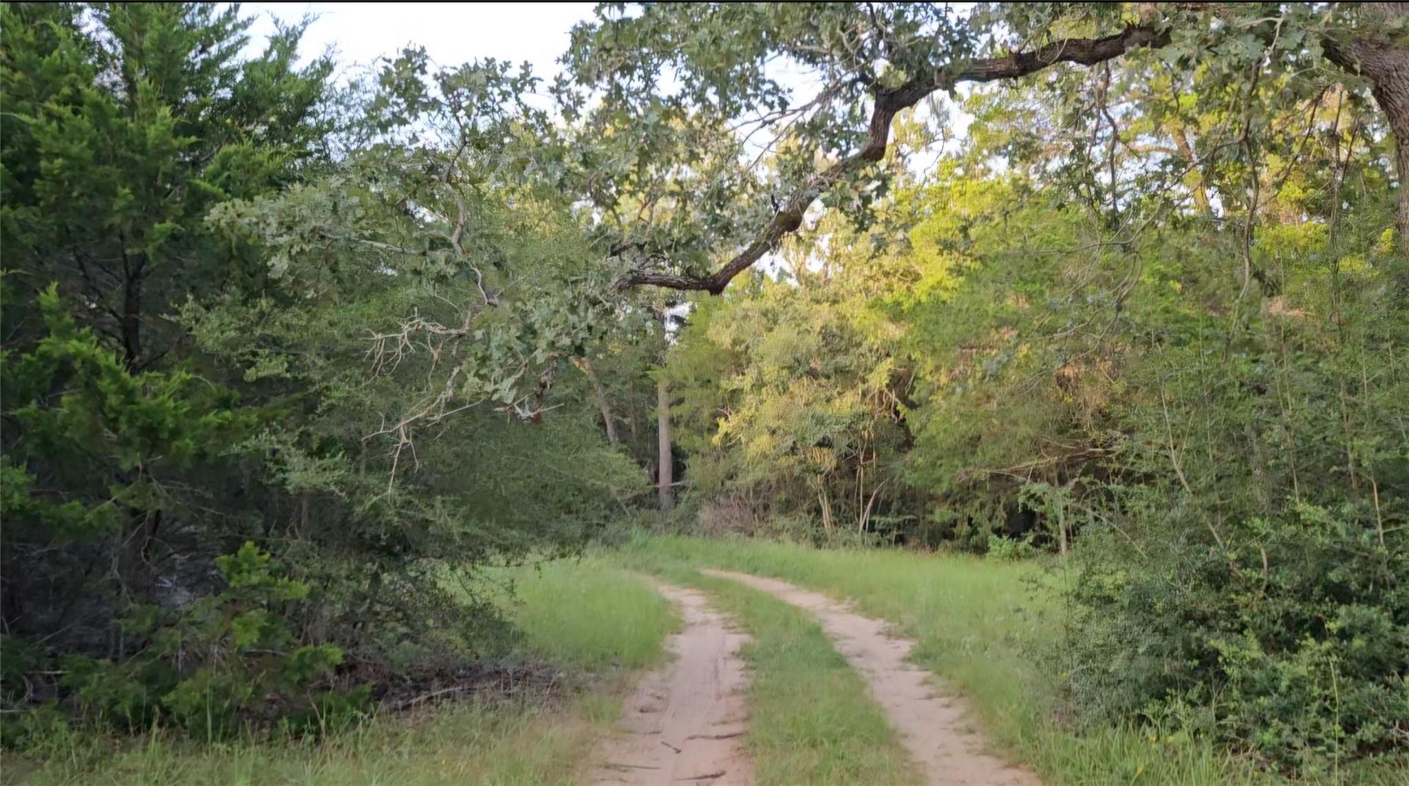 Mature trees line a winding dirt road cutting thr