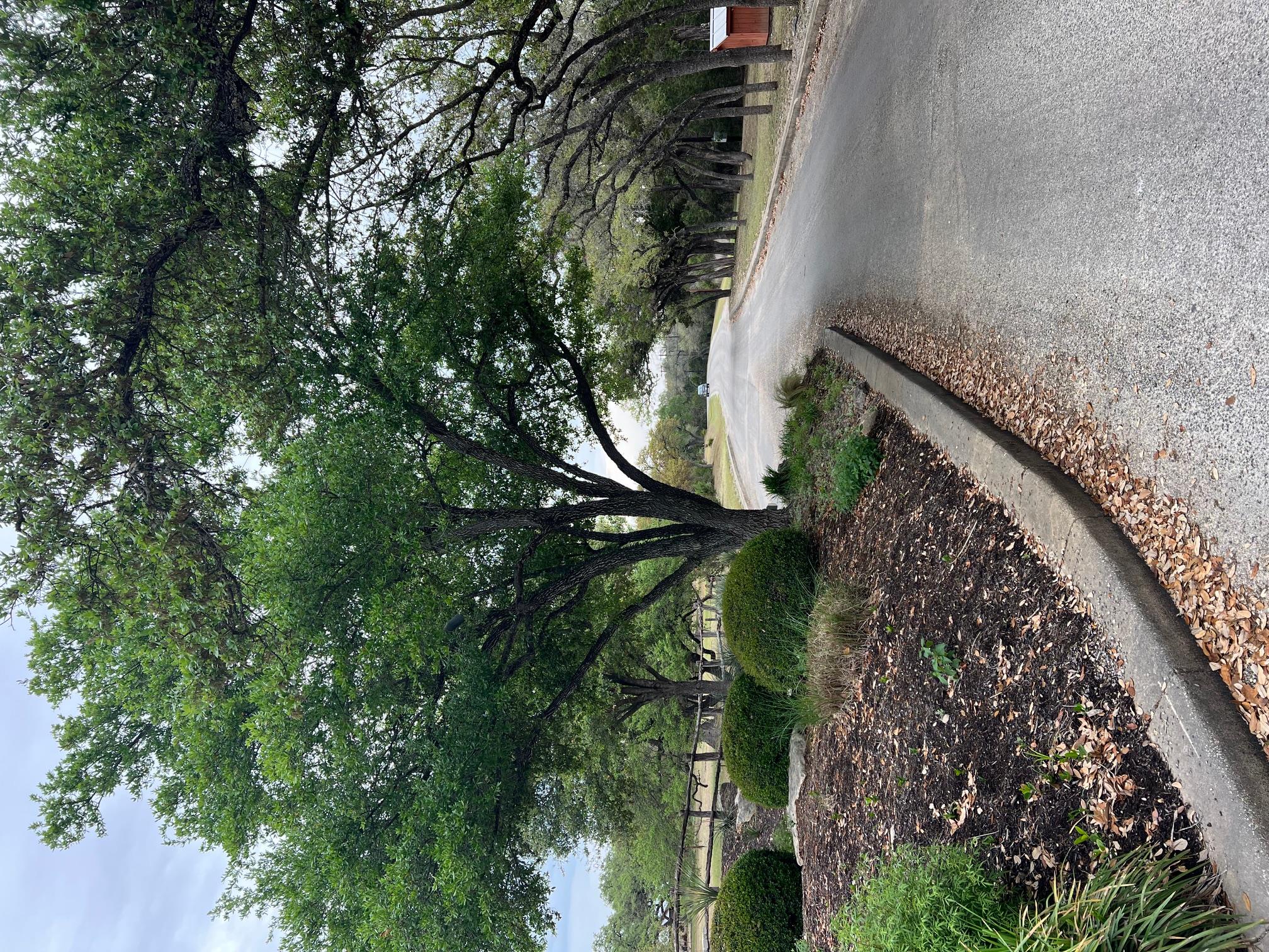 View of asphalt street with curbs
