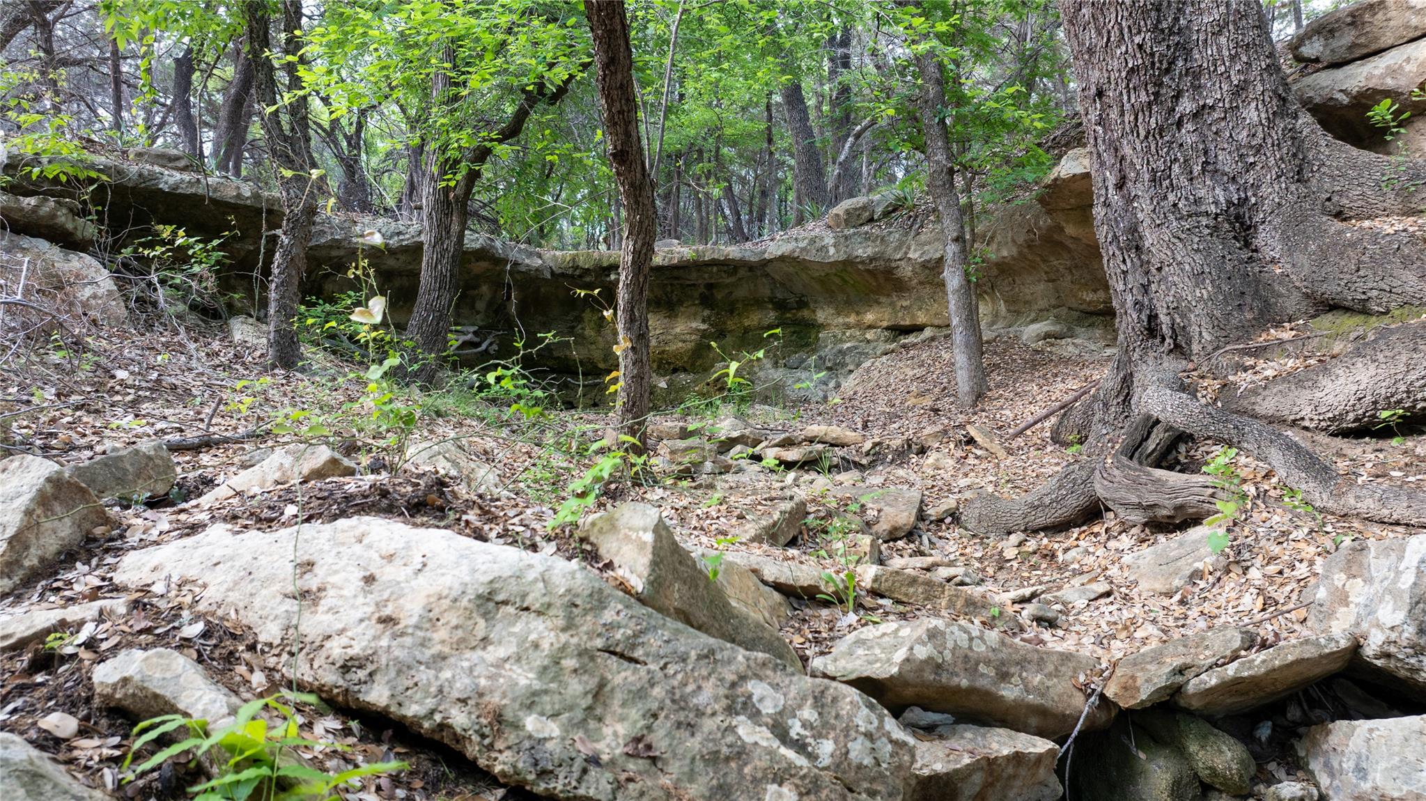 View of local wilderness