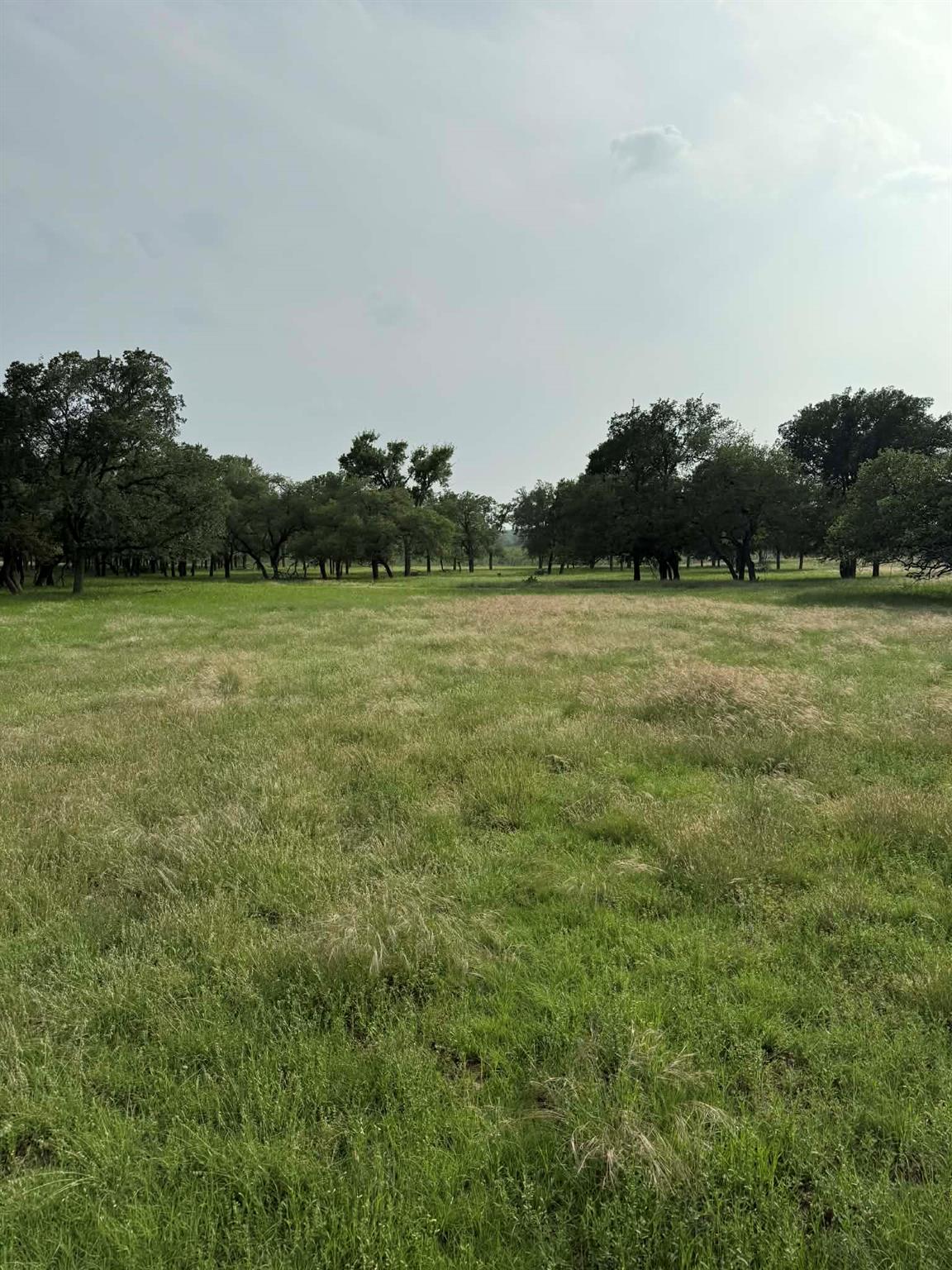 Expansive green field featuring varied grasses an