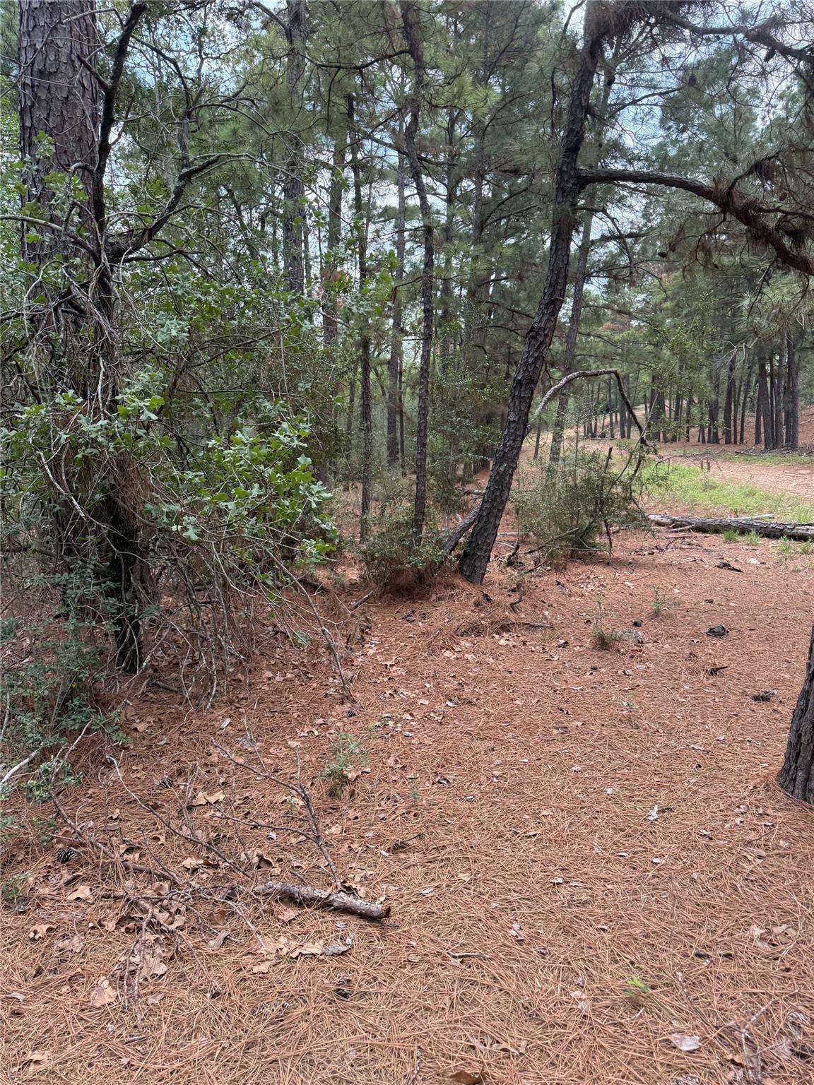 Wooded parcel featuring mature pine trees and nat