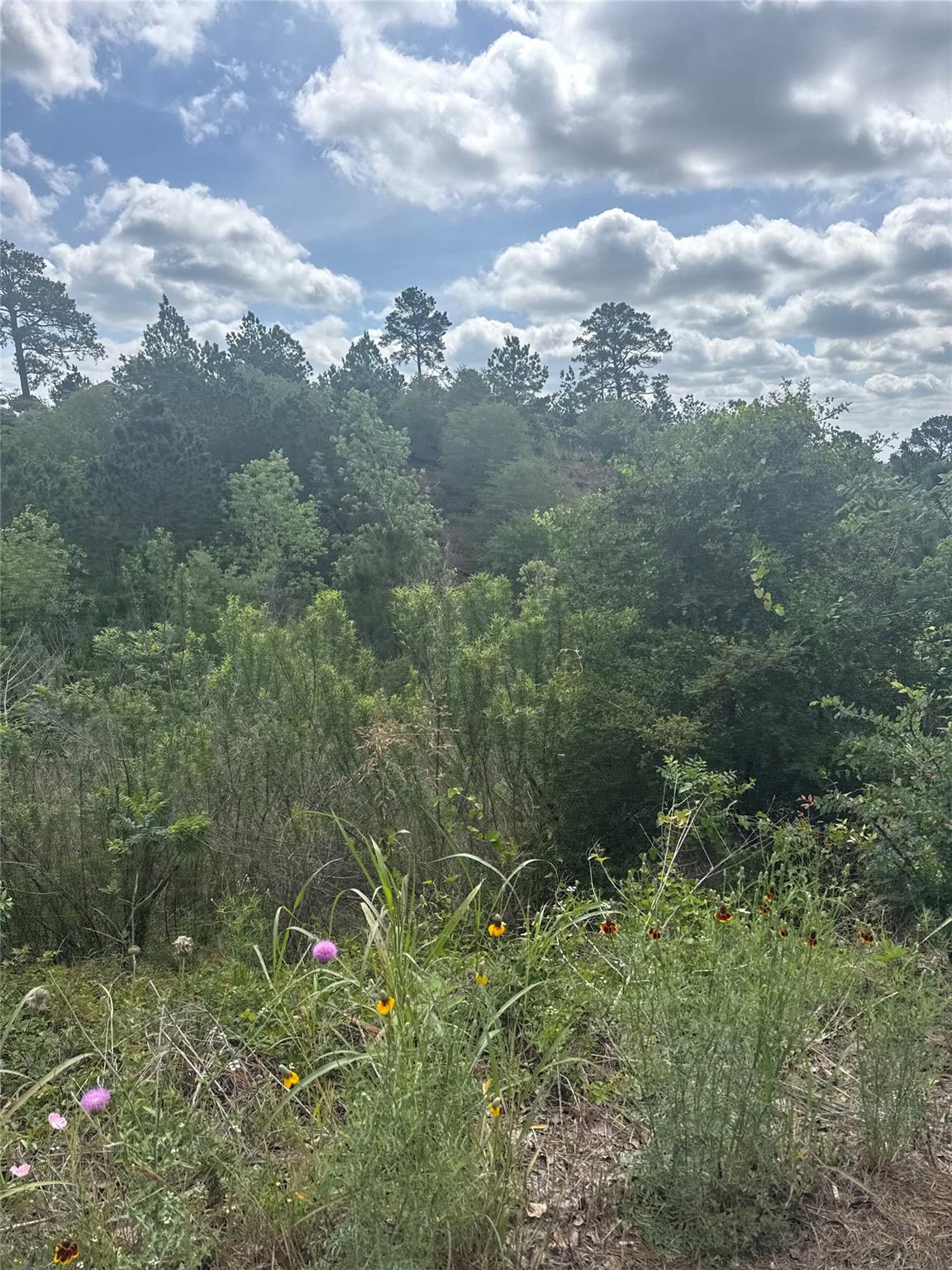 Expansive natural landscape featuring diverse flo